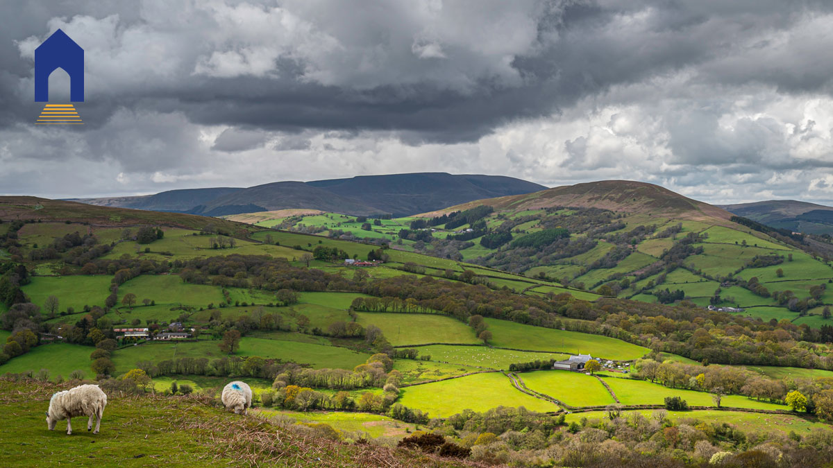 Rural scene with sheep and rolling hills